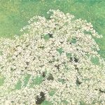 平松礼二『春桜図』